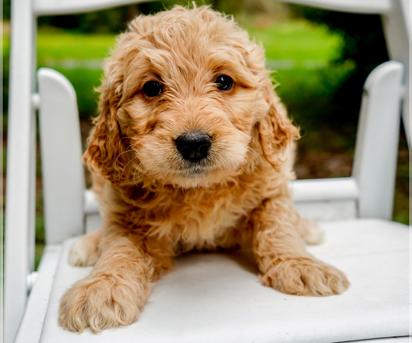 Medium Photo #4 Goldendoodle Puppy For Sale in ASHFORD, WA, USA