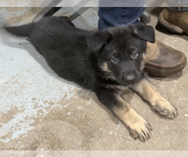 Medium Photo #6 German Shepherd Dog Puppy For Sale in BRIGHTON, CO, USA