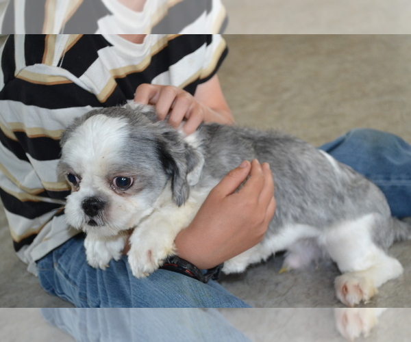Medium Photo #1 Shih Tzu-Zuchon Mix Puppy For Sale in GREENWOOD, WI, USA