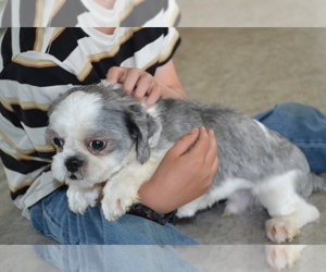 Father of the Shih Tzu-Zuchon Mix puppies born on 04/19/2025