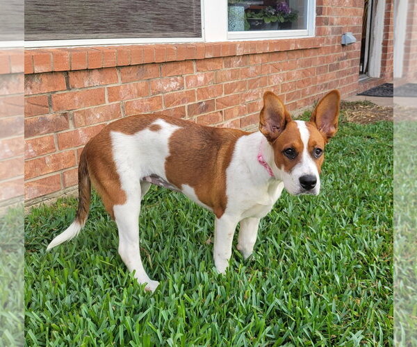 Medium Photo #1 Boxer-Pointer Mix Puppy For Sale in Missouri City, TX, USA