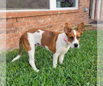 Small Boxer-Pointer Mix