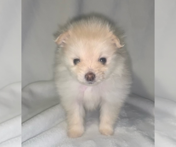 Medium Photo #8 Pomeranian Puppy For Sale in PORTLAND, ME, USA