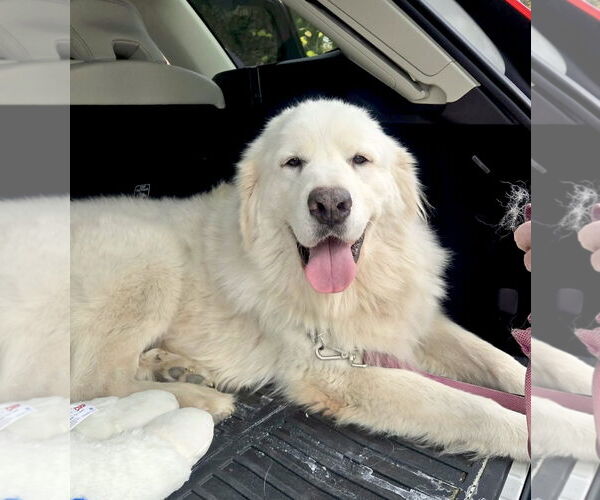 Medium Photo #6 Great Pyrenees Puppy For Sale in Spring, TX, USA