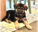Small Photo #2 German Shepherd Dog Puppy For Sale in KENNESAW, GA, USA