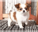 Small #3 Chihuahua