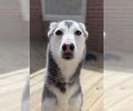 Small Siberian Husky