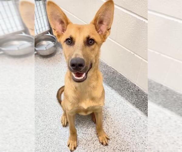 Medium Photo #2 Carolina Dog-Unknown Mix Puppy For Sale in Houston, TX, USA
