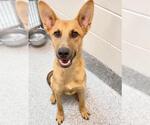Small #1 Carolina Dog Mix