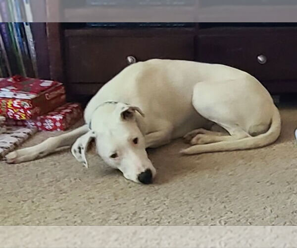 Medium Photo #8 Border Collie-Unknown Mix Puppy For Sale in Mesa, AZ, USA