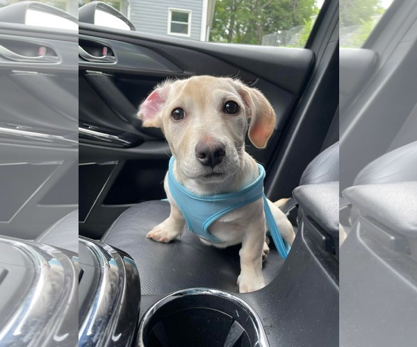 Medium Photo #1 Mutt Puppy For Sale in Derwood, MD, USA