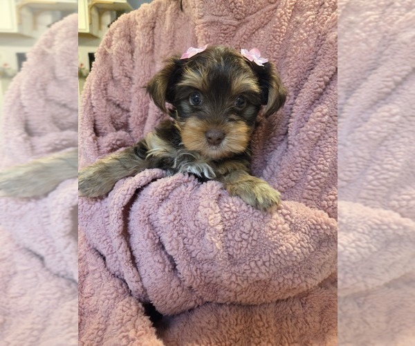 Medium Photo #8 Yorkshire Terrier Puppy For Sale in RHOADESVILLE, VA, USA