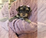 Small Photo #8 Yorkshire Terrier Puppy For Sale in RHOADESVILLE, VA, USA