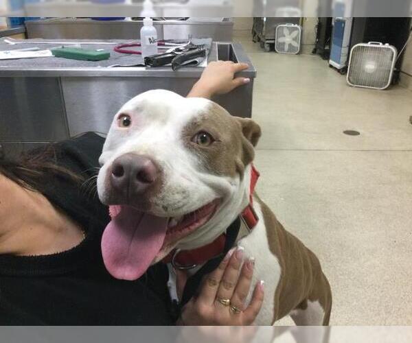 Medium Photo #1 Mutt Puppy For Sale in Riverside, CA, USA