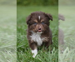 Small #6 Miniature Australian Shepherd