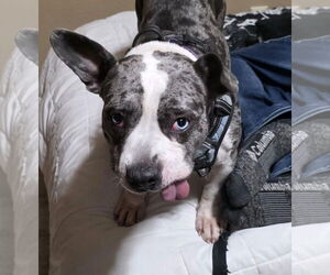 Star - Female American Pit Bull Terrier-Staffordshire Bull Terrier Mix Dog for Adoption - Photo #3