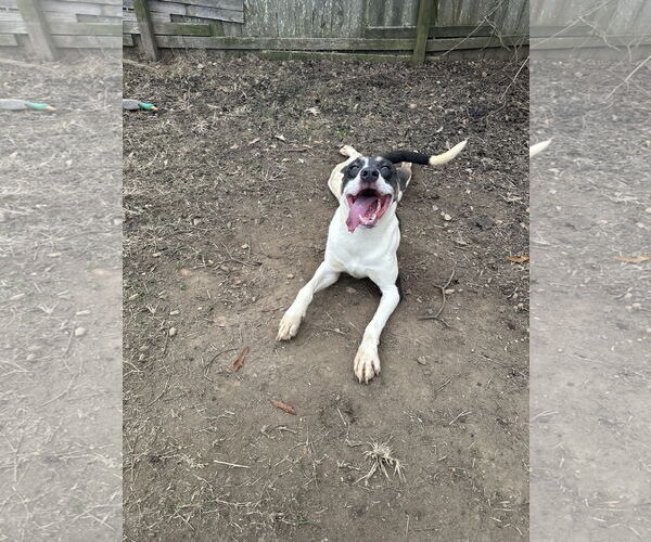 Medium Photo #1 Mutt Puppy For Sale in Jackson, MS, USA