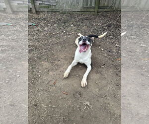 Mutt Dogs for adoption in Jackson, MS, USA