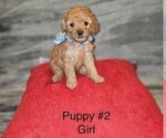 Puppy 0 Poodle (Toy)