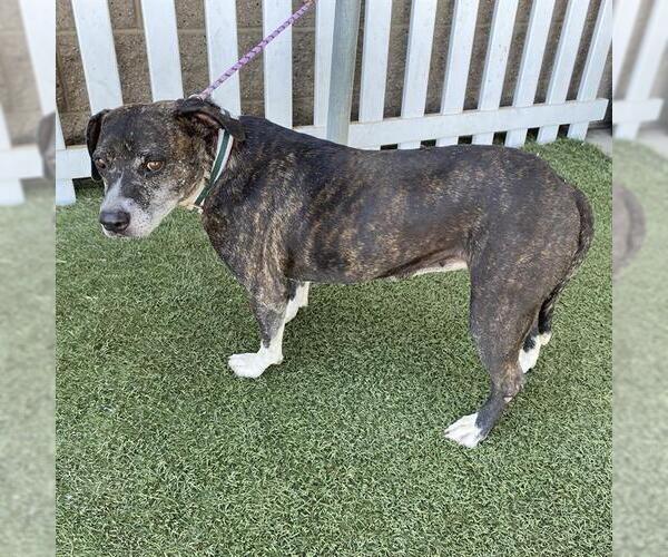 Medium Photo #1 Staffordshire Bull Terrier-Unknown Mix Puppy For Sale in Modesto, CA, USA