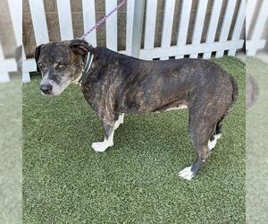 Staffordshire Bull Terrier-Unknown Mix Dogs for adoption in Modesto, CA, USA