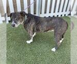 Small Staffordshire Bull Terrier Mix