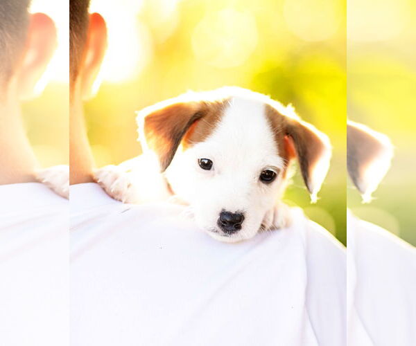 Medium Photo #4 Dachshund Puppy For Sale in Corona, CA, USA