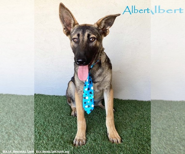 Medium Photo #3 German Shepherd Dog-Unknown Mix Puppy For Sale in San Diego, CA, USA