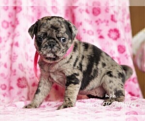 Jug-Pug Mix Puppy for sale in LIBERTY, KY, USA