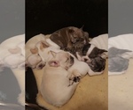 Small Photo #13 French Bulldog Puppy For Sale in BONE CAVE, TN, USA