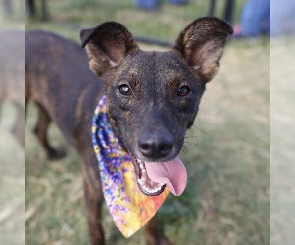 Medium Photo #1 Plott Hound-Unknown Mix Puppy For Sale in San Antonio, TX, USA