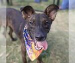 Small Plott Hound Mix