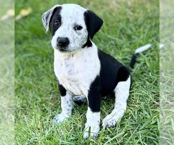 Medium Photo #1 Colonial Cocker Spaniel-Unknown Mix Puppy For Sale in San Diego, CA, USA
