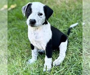 Colonial Cocker Spaniel-Unknown Mix Dogs for adoption in San Diego, CA, USA