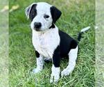 Fiji Pup - Lovo - Female Colonial Cocker Spaniel-Unknown Mix Dog for Adoption - Small photo