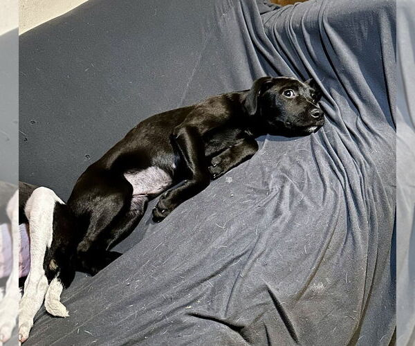 Medium Photo #3 Mutt Puppy For Sale in Boston, MA, USA