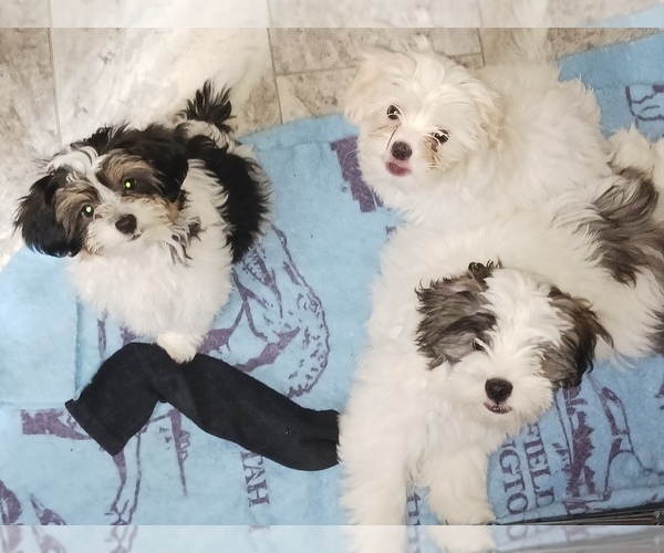View Ad HavashuShihPoo Mix Litter of Puppies for Sale near Maryland
