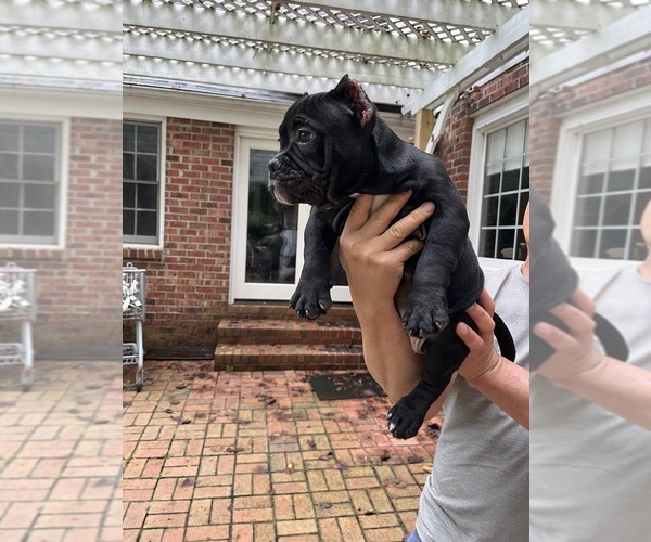 Medium Photo #5 American Bully Puppy For Sale in CLEVELAND, NC, USA