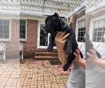 Small #4 American Bully