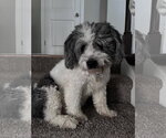 Small #2 Mutt