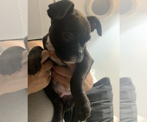 Boston Terrier-Boxer Mix Puppy for sale in LOUISVILLE, KY, USA