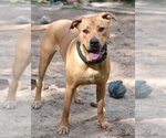 Small #2 Labrador Retriever Mix