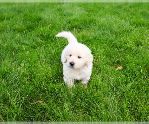 Medium Photo #1 English Cream Golden Retriever Puppy For Sale in SYRACUSE, IN, USA