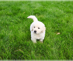 Small English Cream Golden Retriever