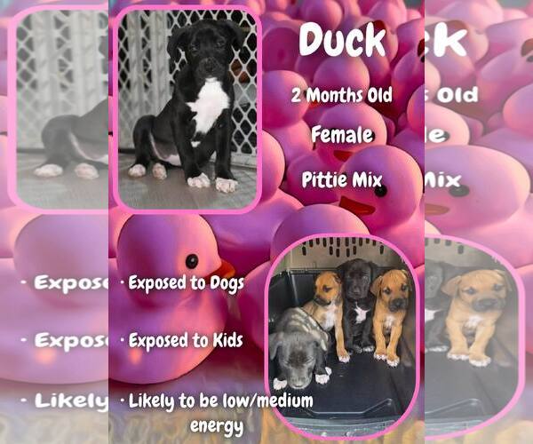 Medium Photo #1 Mutt Puppy For Sale in Jacksonville, NC, USA