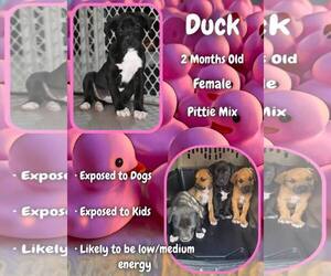 Mutt Dogs for adoption in Jacksonville, NC, USA