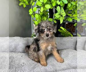 Bernedoodle (Miniature) Puppy for sale in FRANKLIN, IN, USA