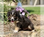 Small #2 Miniature Australian Shepherd