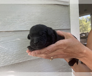 English Cream Golden Retriever-Poodle (Standard) Mix Puppy for sale in GOLDEN, CO, USA