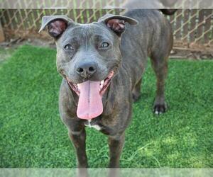 American Staffordshire Terrier Dogs for adoption in Tallahassee, FL, USA